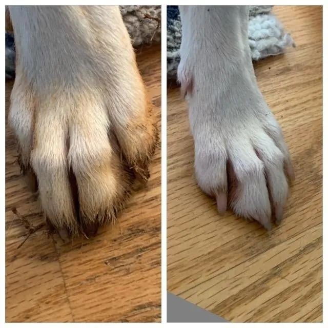 A before-and-after image showing how the portable paw cleaner removed all the red clay from their white dog’s paws, leaving them spotless.