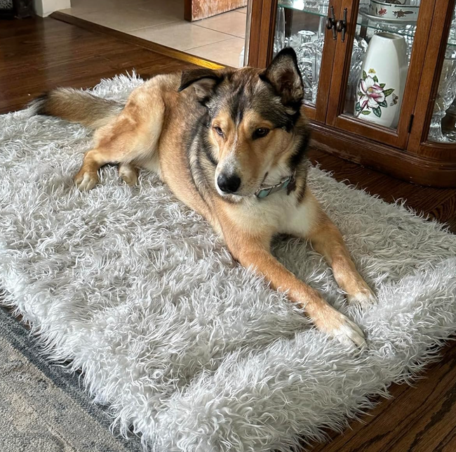 A dog is comfortably resting on a shaggy, rug-like bed.