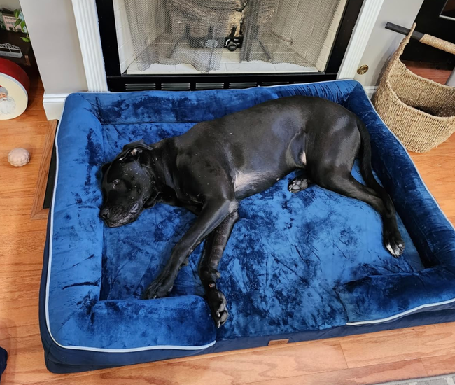 A big dog lounging on a cozy blue pet bed beside a warm fireplace