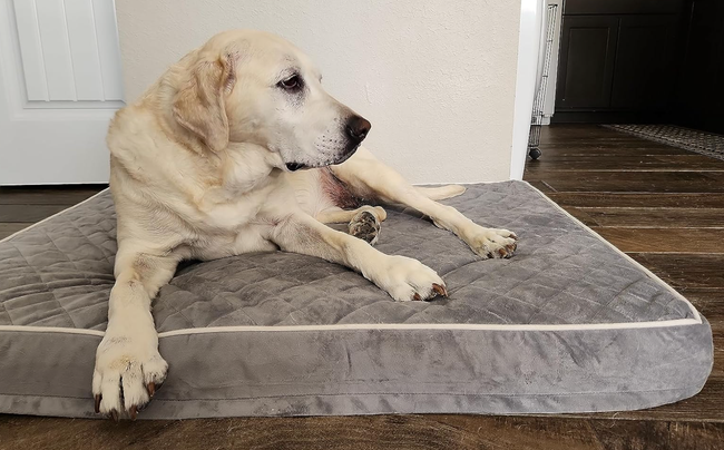 A reviewer’s dog relaxing on the foam mat bed