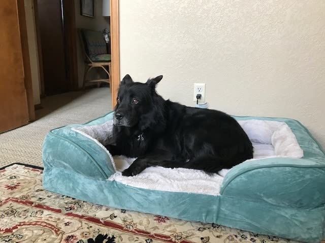 A black dog is lounging on a teal-colored dog bed in a living room adorned with a light-toned rug.