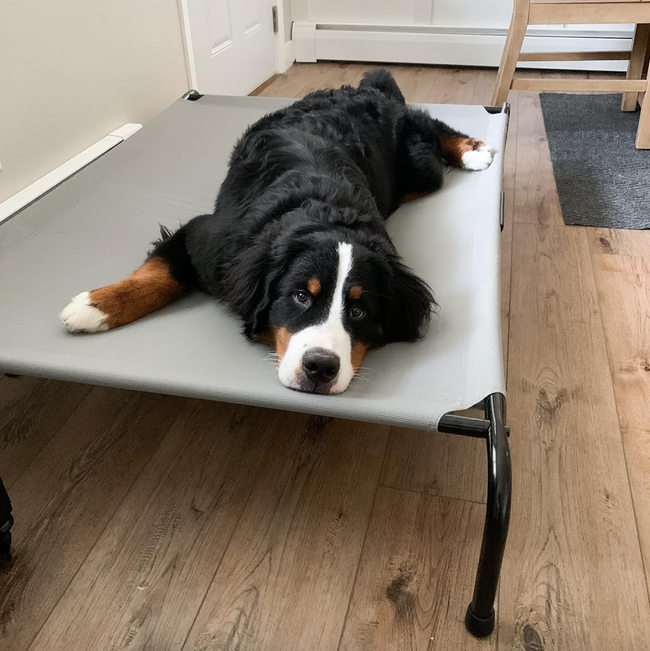 A Bernese Mountain Dog relaxing on an elevated dog bed inside, gazing at the camera