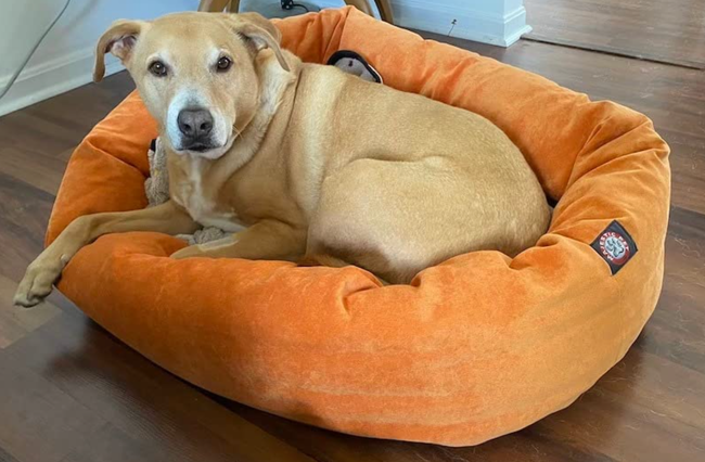 A reviewer’s Lab mix lounging comfortably in the bed