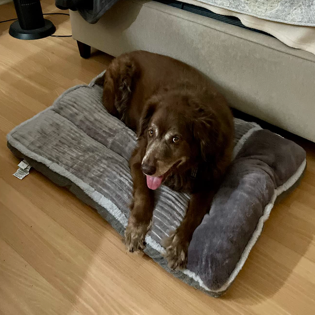 A reviewer's dog lounging in the bed, gazing up at the camera