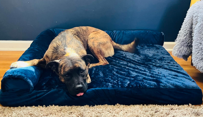 A reviewer's dog is seen relaxing on a cozy blue bed, looking utterly content.