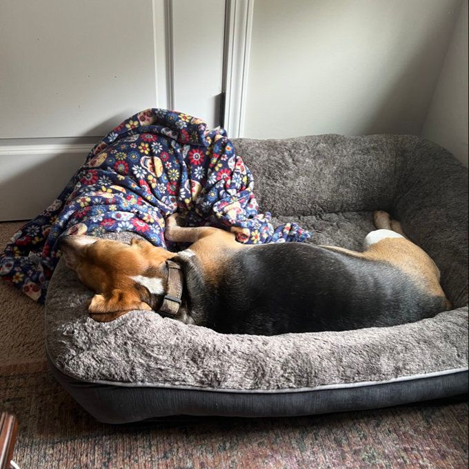 A dog peacefully snoozes in a luxurious, plush pet bed beside a vibrant blanket, showcasing cozy bedding options for pet owners