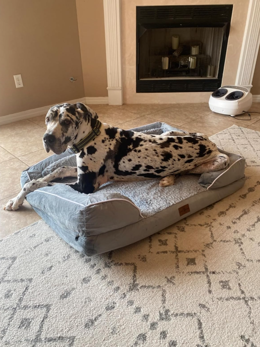 A Great Dane is sprawled out on a spacious dog bed in a living room, with a white air purifier placed nearby.