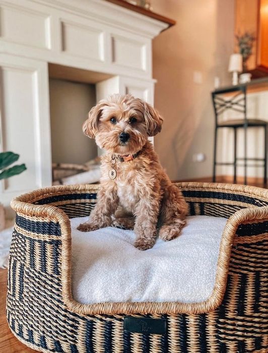 A small dog is perched on a plush cushion inside a beautifully crafted basket bed.
