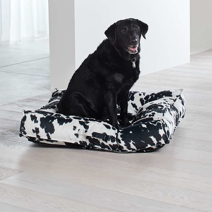 A sleek black Labrador lounges on a cow-print dog bed in a contemporary, minimalist space with light wooden flooring