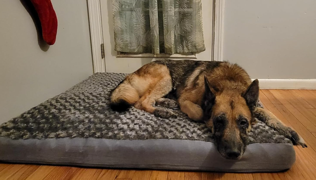 A reviewer’s photo of a German Shepherd comfortably lying on the pet bed