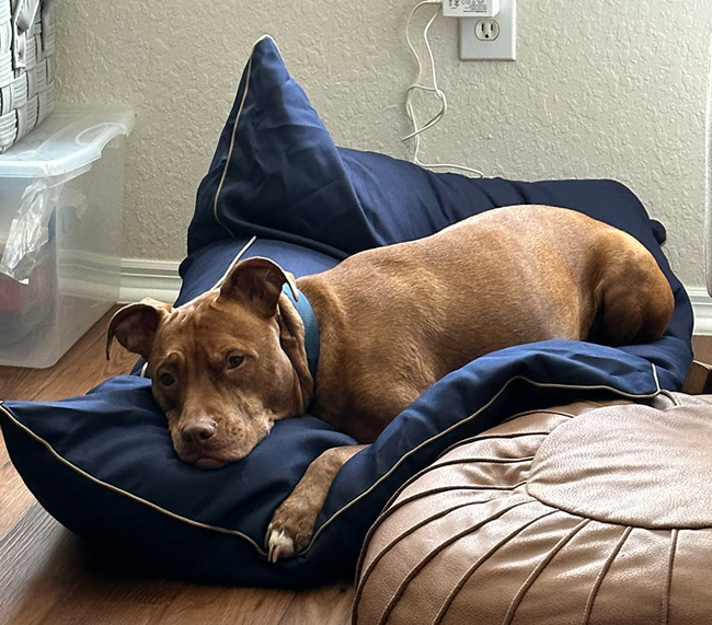 A dog comfortably resting on a large, plush cushion