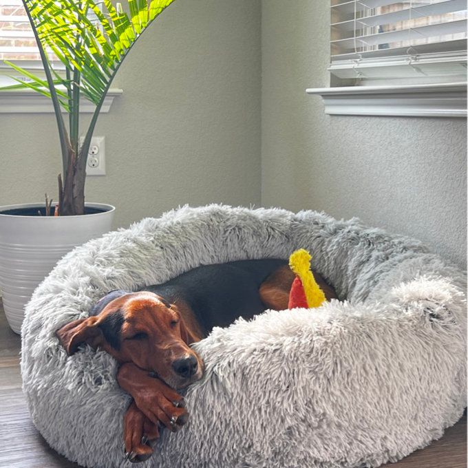 A dog comfortably snoozes in a plush pet bed placed by a window adorned with a nearby plant, creating a cozy atmosphere ideal for home shopping inspiration.