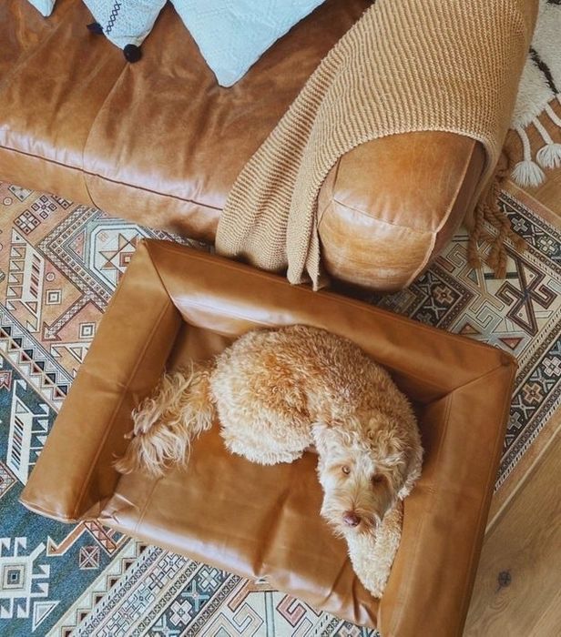 A medium-sized dog relaxes comfortably on a sleek brown leather couch designed specifically for pets.