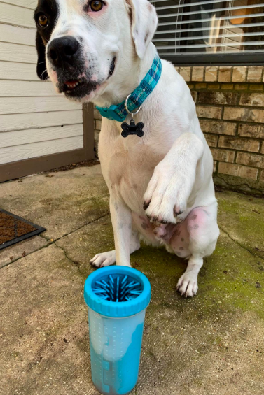 A dog holding up its paw in front of a large blue cleaning tube.
