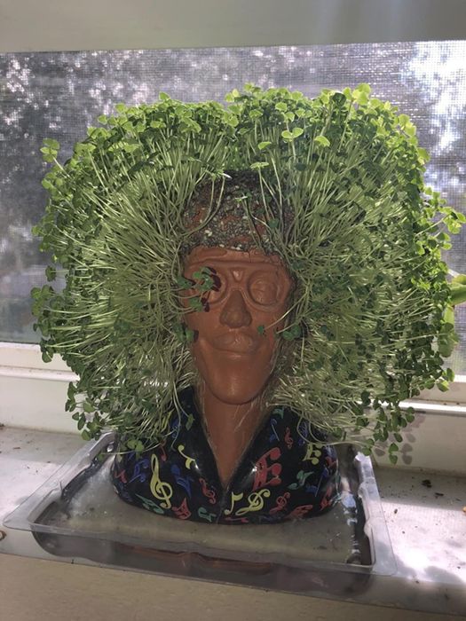 Evaluate an image showcasing lengthy chia stems used for hair care.
