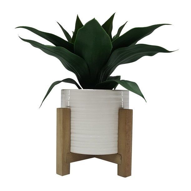 The plant