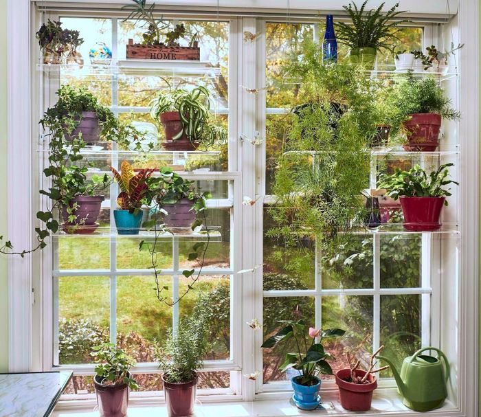 An additional image of plants suspended in front of an open window.