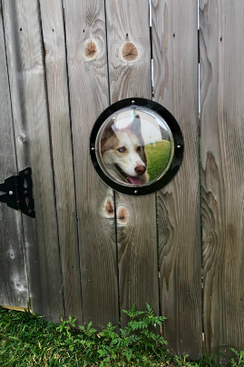 A husky peeking through the dog window in the backyard, watching the front lawn