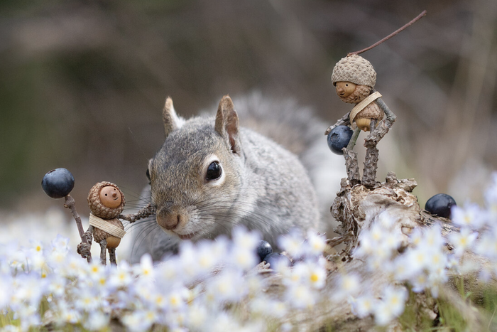 A photograph of a squirrel next to tiny acorn people, creating an enchanting and imaginative scene.