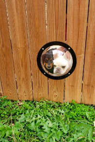 Two dogs with their heads through a round window, peering through the fence