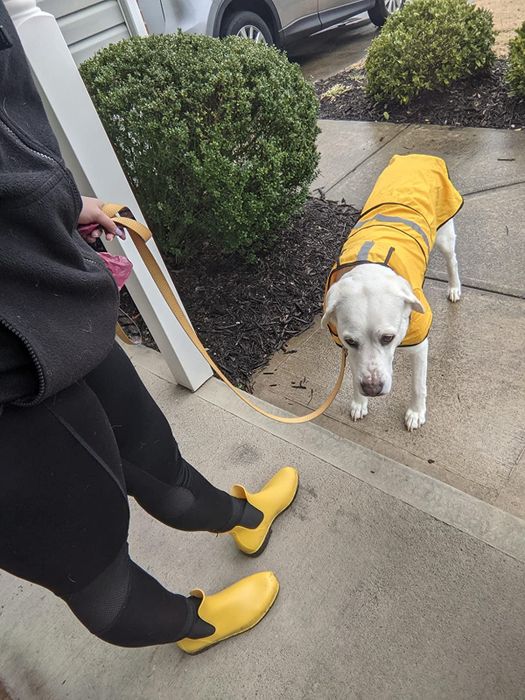 A reviewer is seen wearing the same boots in yellow while strolling with their dog outside, dressed in a raincoat on a rainy day.