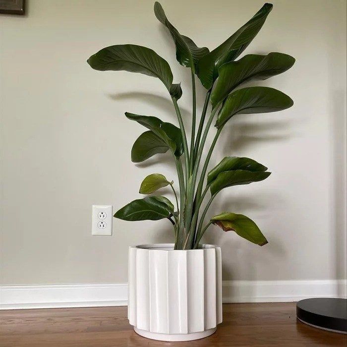 Plant placed inside a planter