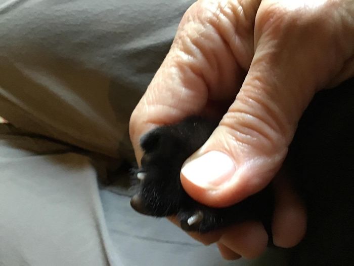 A photo from the reviewer showing their cat's newly clipped claws.