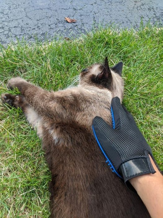 a cat being pampered with a grooming glove