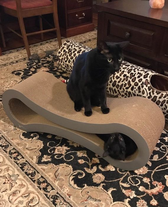A photo from the reviewer capturing their cats having fun while playing on the lounge.
