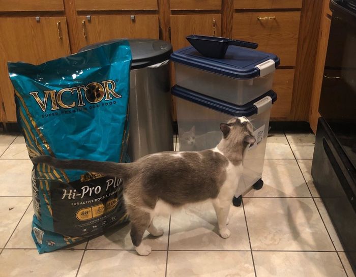 The food storage containers next to a cat and a bag of food