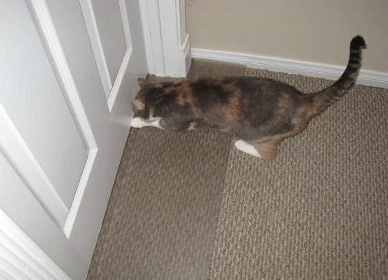 A cat attempting to scratch the carpet underneath a door, but unable to do so because of the clear scratch stopper inserted beneath it