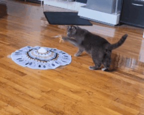A cat batting at a spinning feather attached to an automated toy on a wooden floor, having a blast