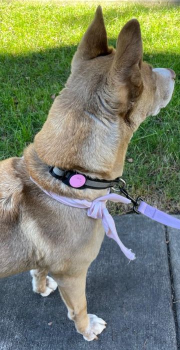 A reviewer photo of a dog sporting the pink collar while enjoying a walk outside.