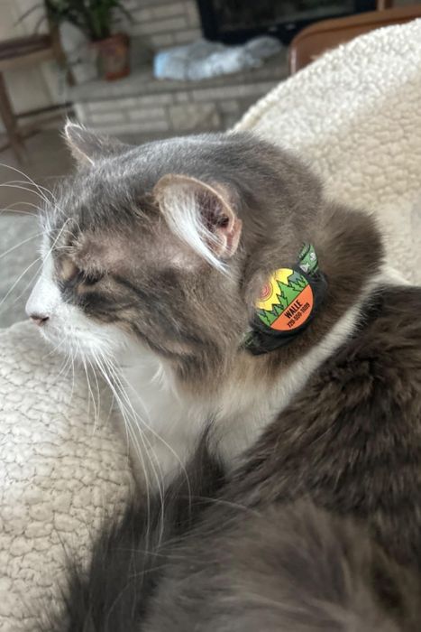 A reviewer photo showing a gray and white cat wearing the collar.