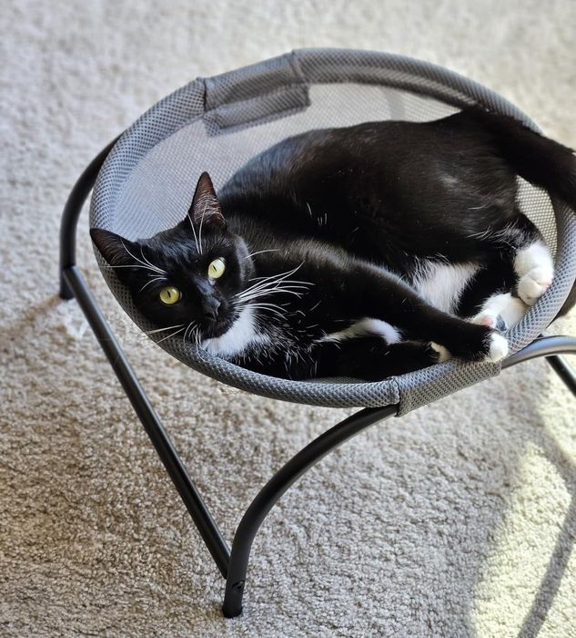 a reviewer photo of a black-and-white cat relaxing in a mesh chair