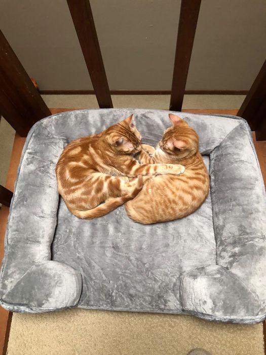 A photo shared by a reviewer showing two orange cats cuddled together on a cozy pet bed.