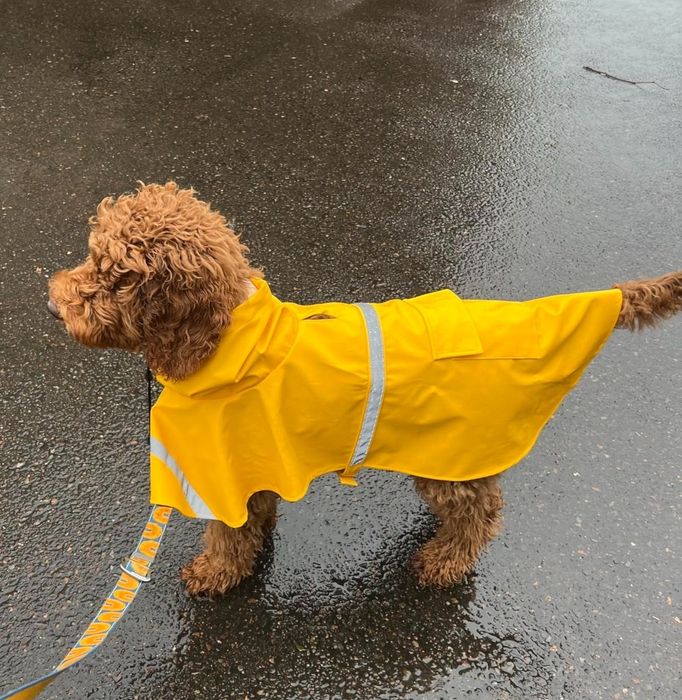 A reviewer shares a photo of a golden doodle wearing a yellow raincoat, standing on wet pavement while on a leash.