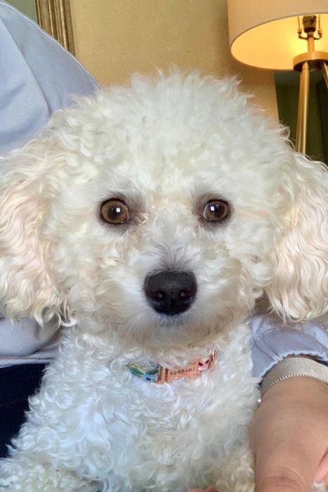A reviewer shares a photo of the same white dog after using the tear stain wipes, showing a significant improvement with the stains reduced.