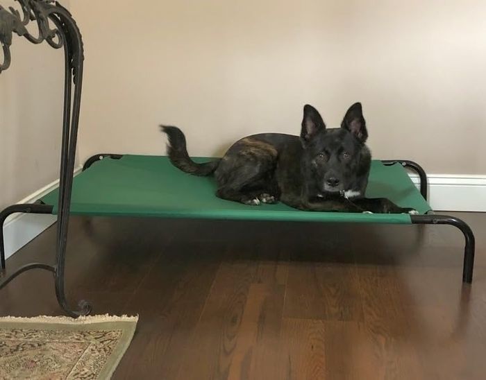 A reviewer shares a photo of a black dog comfortably lying on a green elevated dog bed.