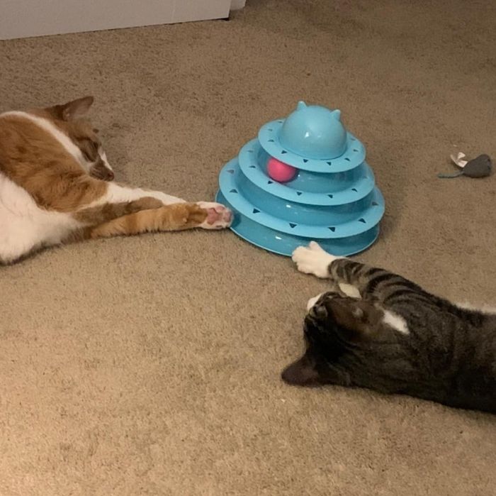 a reviewer photo showing two cats playing with a multi-layered blue toy on the floor