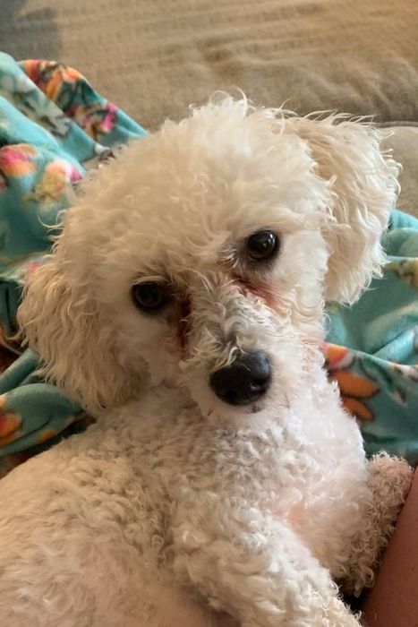 A reviewer shares a photo of a white dog with noticeable brown tear stains around its eyes.