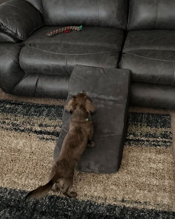 A photo of a small dog walking up the steps to a couch.