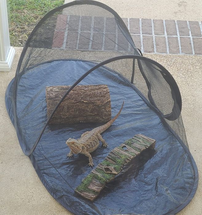 A reviewer image showing a bearded dragon relaxing in the mesh pet tent outdoors.