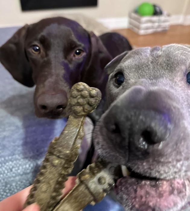 A reviewer’s photo showing two dogs lying close together, with one holding a chew toy in its mouth.