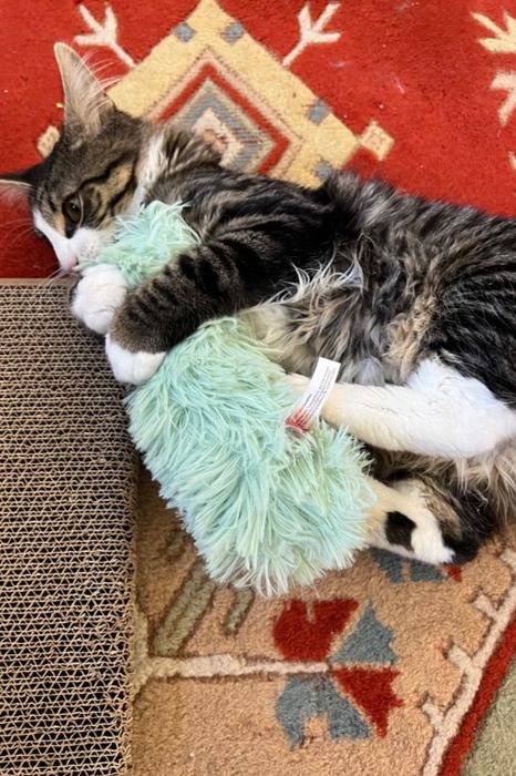 A reviewer’s photo showing a cat resting on a rug, hugging the soft green pillow.