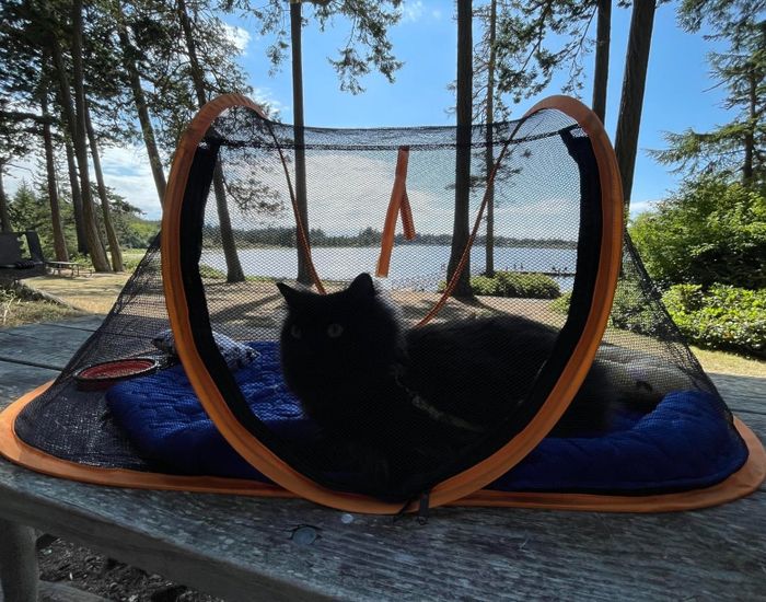 A reviewer image of a black cat lounging inside a portable mesh pet tent, placed on a wooden table, with a scenic backdrop of trees, a lake, and the sky.