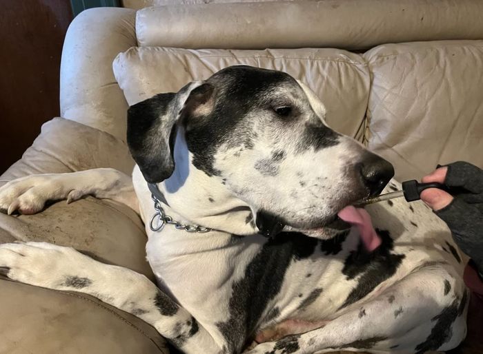 A reviewer image of a large spotted dog relaxing on the couch while getting a dropper of hemp oil administered.