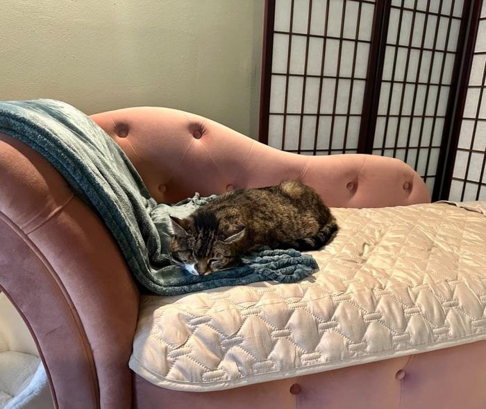 a reviewer photo showing a cat relaxing on a pink tufted chaise lounge with a blue blanket draped over it