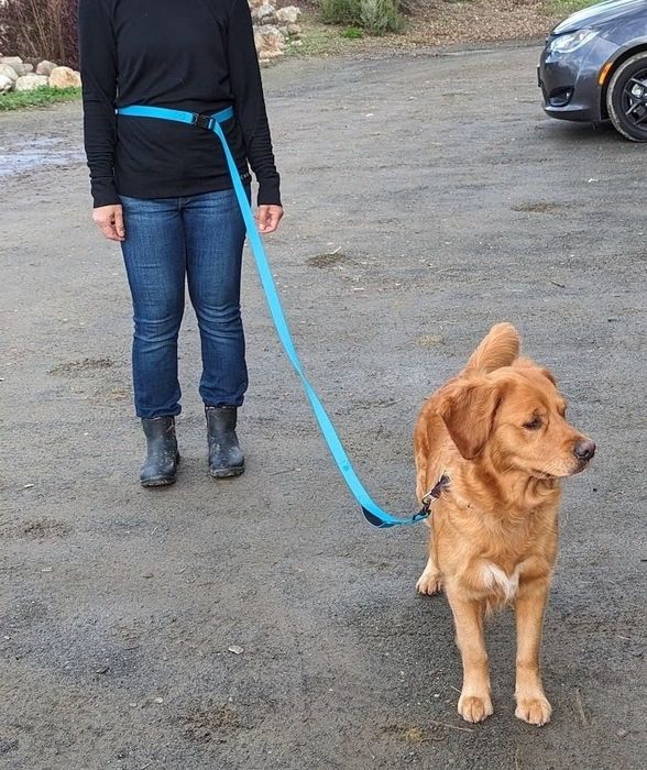 A reviewer is seen using the leash, which is securely attached to a golden retriever while it’s worn around their waist.