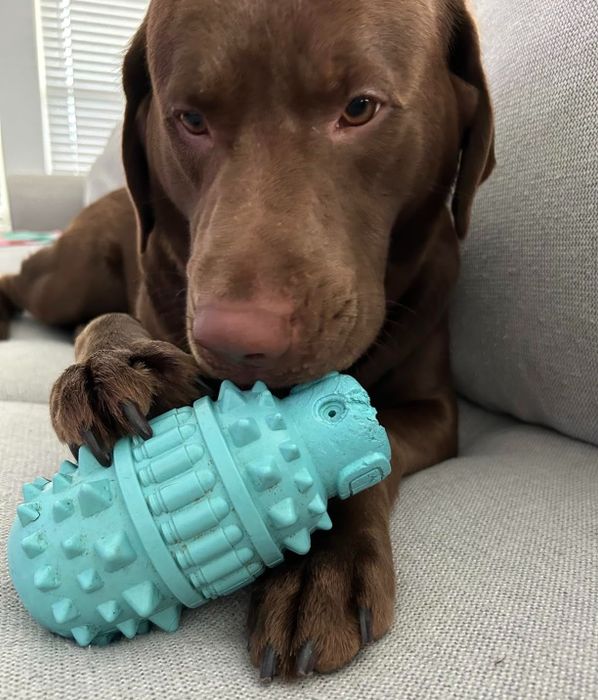 a photo showing a chocolate Labrador lying down, happily chewing on a textured turquoise chew toy